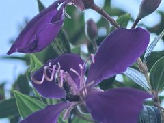 -东莞植物园