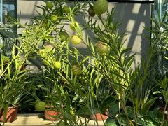 -国家植物园南园