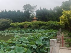 -嘉定紫藤园
