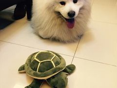 -彩虹桥宠物火化殡葬善终服务(金乐大厦店)