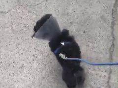 -宠颐生中康贝怡动物医院