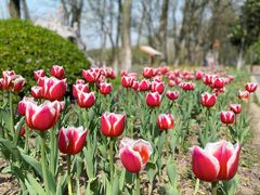 -昆山城市生态森林公园