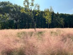 -昆山城市生态森林公园