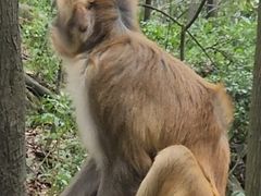 -黔灵山公园