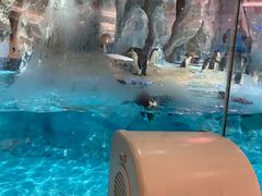 -帝企鹅自助餐厅•儿童岛•真企鹅(长隆企鹅酒店)