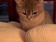 -爱侣宠医·鹦鹉专科·小型哺乳类·异宠专科(灵石路店)