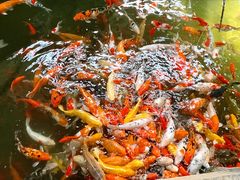 -南宫五洲植物乐园