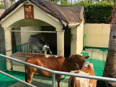 -三亚亚龙湾天域度假酒店