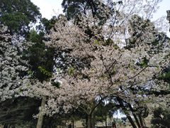 -武汉大学-樱园