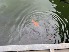 -东湖听涛景区
