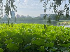 -莲花池公园