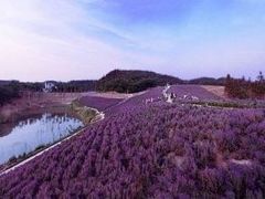-大塘金香草谷