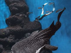 -成都浩海立方海洋公园