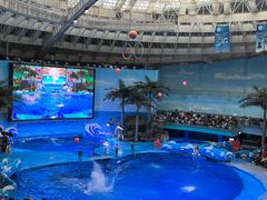 -海合安成都极地海洋公园