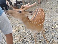 -鹿境梅花鹿生态园区