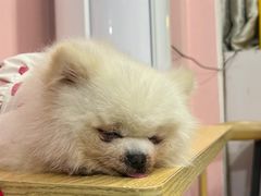-汪说·狗咖(旺城大厦店)