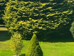 -墨尔本皇家植物园