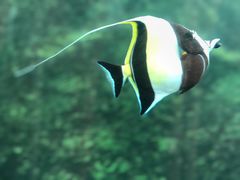 -悉尼海洋生物水族馆