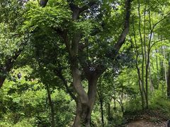 -青龙山国家森林公园