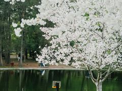 -上海共青森林公园