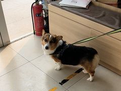 -宠福鑫康馨动物医院·骨科·眼科