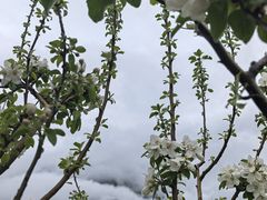 -叠溪松坪沟景区