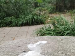 -糯米包油条(武汉大学店)