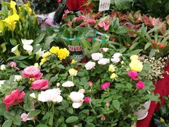 -秦美花卉(天朗·莱茵小城2期店)