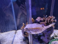 -太平洋海底世界