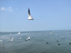 -大理洱海
