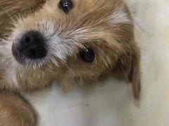 -仁华宠物医院(青羊店)