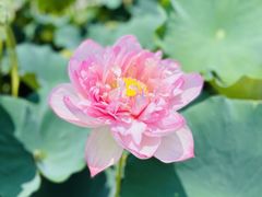 -池杉湖湿地公园