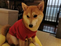 -逗柴咖啡屋·狗咖猫咖宠物桌游