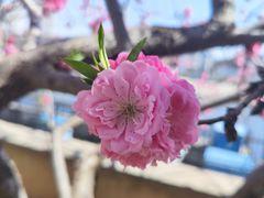 -桃花堤公园