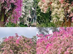 -莲花山公园