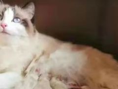 -瑞派宠物医院(搏威敦和院)