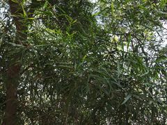-红花山公园