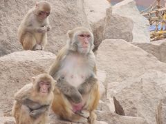 -青藏高原野生动物园