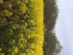 iphone_upload_pic-溱湖国家湿地公园