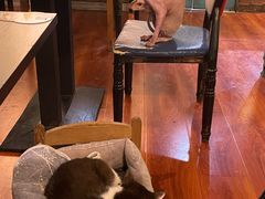 -猫小院猫主题咖啡厅(北锣店)