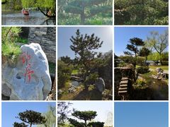 -上海共青森林公园