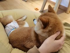 -南京Hallo宠物乐园·哈罗犬舍·柴犬繁育基地