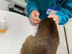 -中农国际动物医院24小时·猫科·骨科·急重症中心
