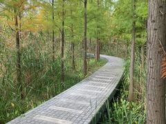 -昆山城市生态森林公园