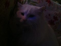 -Sirena海妖日咖夜酒