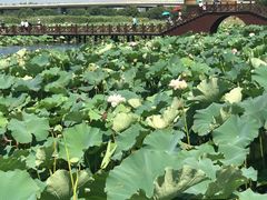 -荷塘月色湿地公园·向阳花洲