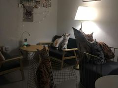 -豆老板的猫咖啡(碑林博物馆店)
