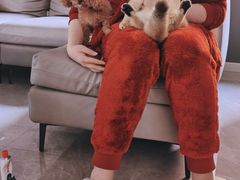 -东方名猫馆·英短金渐层布偶猫舍(环线广场1号楼店)