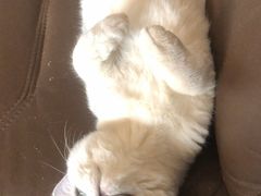 -猫宠乐园·专业洗护