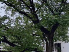 -青果巷历史文化街区